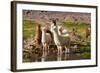 Llama in Argentina-Andrushko Galyna-Framed Photographic Print