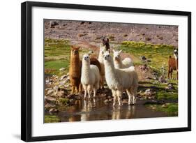 Llama in Argentina-Andrushko Galyna-Framed Photographic Print