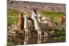 Llama in Argentina-Andrushko Galyna-Mounted Photographic Print