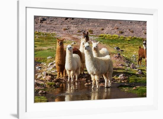 Llama in Argentina-Andrushko Galyna-Framed Photographic Print