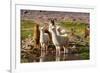 Llama in Argentina-Andrushko Galyna-Framed Photographic Print