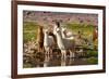 Llama in Argentina-Andrushko Galyna-Framed Photographic Print