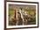 Llama in Argentina-Andrushko Galyna-Framed Photographic Print