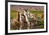 Llama in Argentina-Andrushko Galyna-Framed Photographic Print