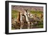 Llama in Argentina-Andrushko Galyna-Framed Photographic Print