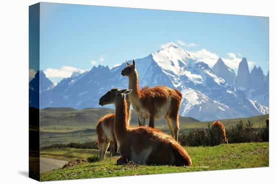 Llama in Landscape-fmingo-Stretched Canvas