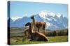 Llama in Landscape-fmingo-Stretched Canvas