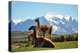 Llama in Landscape-fmingo-Stretched Canvas