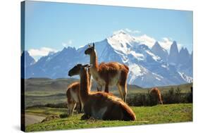 Llama in Landscape-fmingo-Stretched Canvas