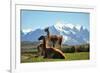 Llama in Landscape-fmingo-Framed Photographic Print
