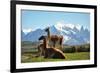 Llama in Landscape-fmingo-Framed Photographic Print