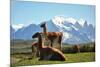 Llama in Landscape-fmingo-Mounted Photographic Print