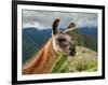Llama in Machu Picchu, Cusco Region, Peru, South America-Karol Kozlowski-Framed Photographic Print