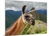 Llama in Machu Picchu, Cusco Region, Peru, South America-Karol Kozlowski-Mounted Photographic Print