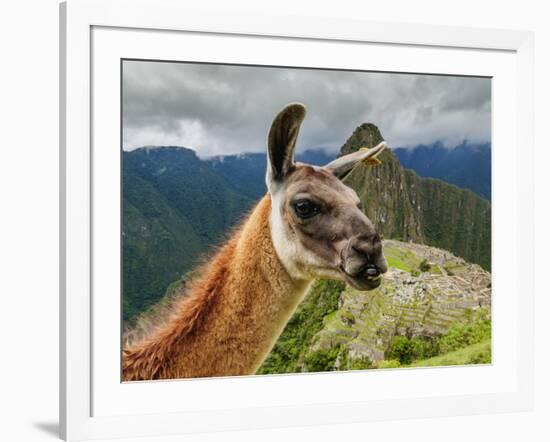 Llama in Machu Picchu, Cusco Region, Peru, South America-Karol Kozlowski-Framed Photographic Print