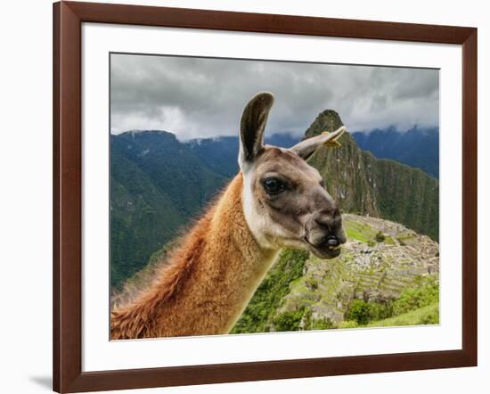 Llama in Machu Picchu, Cusco Region, Peru, South America-Karol Kozlowski-Framed Photographic Print