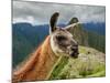 Llama in Machu Picchu, Cusco Region, Peru, South America-Karol Kozlowski-Mounted Photographic Print