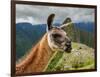 Llama in Machu Picchu, Cusco Region, Peru, South America-Karol Kozlowski-Framed Photographic Print