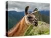 Llama in Machu Picchu, Cusco Region, Peru, South America-Karol Kozlowski-Stretched Canvas