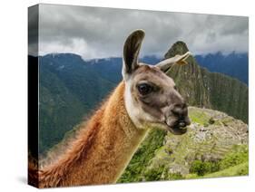 Llama in Machu Picchu, Cusco Region, Peru, South America-Karol Kozlowski-Stretched Canvas