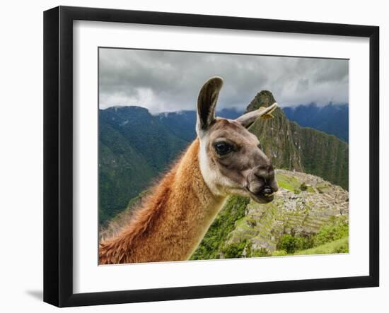 Llama in Machu Picchu, Cusco Region, Peru, South America-Karol Kozlowski-Framed Photographic Print