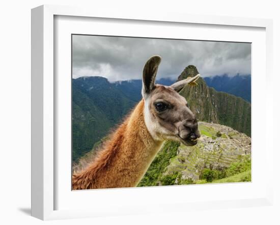 Llama in Machu Picchu, Cusco Region, Peru, South America-Karol Kozlowski-Framed Photographic Print