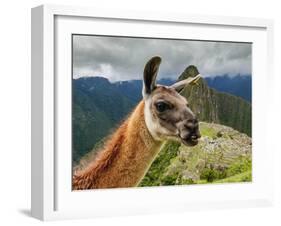 Llama in Machu Picchu, Cusco Region, Peru, South America-Karol Kozlowski-Framed Photographic Print