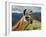 Llama in Machu Picchu, Cusco Region, Peru, South America-Karol Kozlowski-Framed Photographic Print