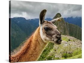 Llama in Machu Picchu, Cusco Region, Peru, South America-Karol Kozlowski-Stretched Canvas