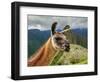 Llama in Machu Picchu, Cusco Region, Peru, South America-Karol Kozlowski-Framed Photographic Print