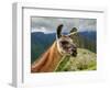 Llama in Machu Picchu, Cusco Region, Peru, South America-Karol Kozlowski-Framed Photographic Print