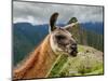 Llama in Machu Picchu, Cusco Region, Peru, South America-Karol Kozlowski-Mounted Photographic Print