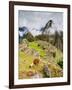 Llama in Machu Picchu, UNESCO World Heritage Site, Cusco Region, Peru, South America-Karol Kozlowski-Framed Photographic Print