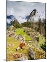 Llama in Machu Picchu, UNESCO World Heritage Site, Cusco Region, Peru, South America-Karol Kozlowski-Mounted Photographic Print