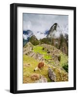 Llama in Machu Picchu, UNESCO World Heritage Site, Cusco Region, Peru, South America-Karol Kozlowski-Framed Photographic Print