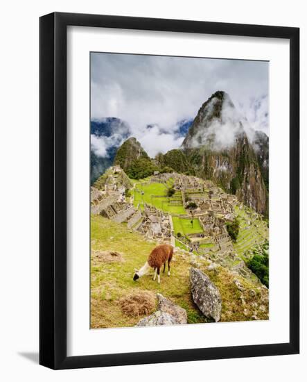 Llama in Machu Picchu, UNESCO World Heritage Site, Cusco Region, Peru, South America-Karol Kozlowski-Framed Photographic Print