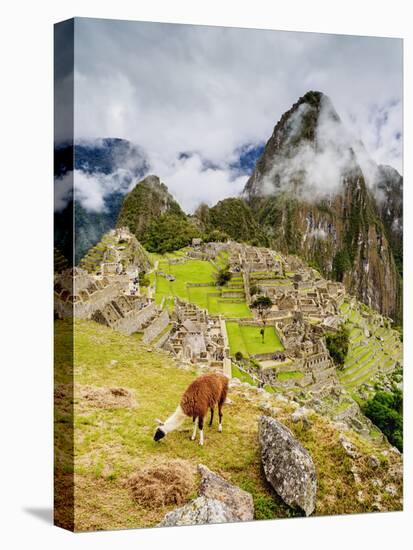 Llama in Machu Picchu, UNESCO World Heritage Site, Cusco Region, Peru, South America-Karol Kozlowski-Stretched Canvas