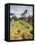 Llama in Machu Picchu, UNESCO World Heritage Site, Cusco Region, Peru, South America-Karol Kozlowski-Framed Stretched Canvas