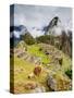 Llama in Machu Picchu, UNESCO World Heritage Site, Cusco Region, Peru, South America-Karol Kozlowski-Stretched Canvas