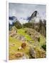 Llama in Machu Picchu, UNESCO World Heritage Site, Cusco Region, Peru, South America-Karol Kozlowski-Framed Photographic Print