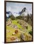 Llama in Machu Picchu, UNESCO World Heritage Site, Cusco Region, Peru, South America-Karol Kozlowski-Framed Photographic Print