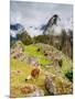 Llama in Machu Picchu, UNESCO World Heritage Site, Cusco Region, Peru, South America-Karol Kozlowski-Mounted Photographic Print