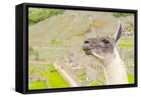 Llama in Machu Picchu-Elzbieta Sekowska-Framed Stretched Canvas