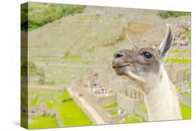 Llama in Machu Picchu-Elzbieta Sekowska-Stretched Canvas