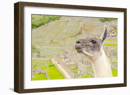 Llama in Machu Picchu-Elzbieta Sekowska-Framed Photographic Print