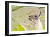 Llama in Machu Picchu-Elzbieta Sekowska-Framed Photographic Print