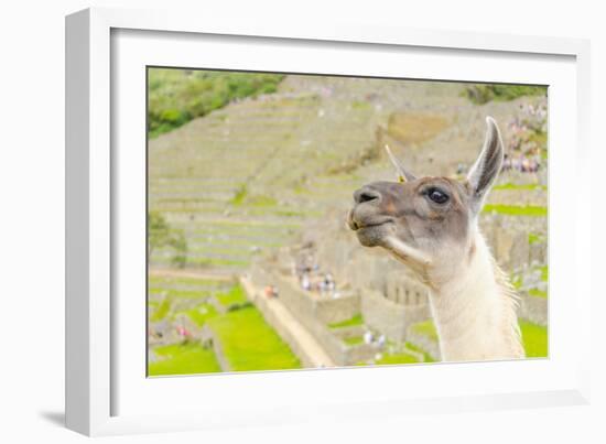 Llama in Machu Picchu-Elzbieta Sekowska-Framed Photographic Print