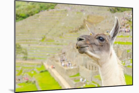 Llama in Machu Picchu-Elzbieta Sekowska-Mounted Photographic Print