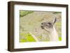 Llama in Machu Picchu-Elzbieta Sekowska-Framed Photographic Print