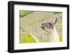 Llama in Machu Picchu-Elzbieta Sekowska-Framed Photographic Print